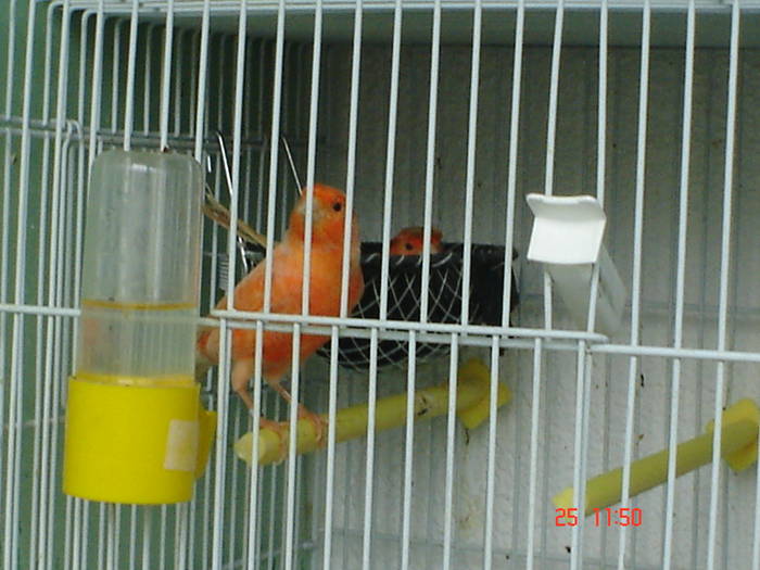 DSC03455 - PASARI CARE NU LE MAI AM - CANARI