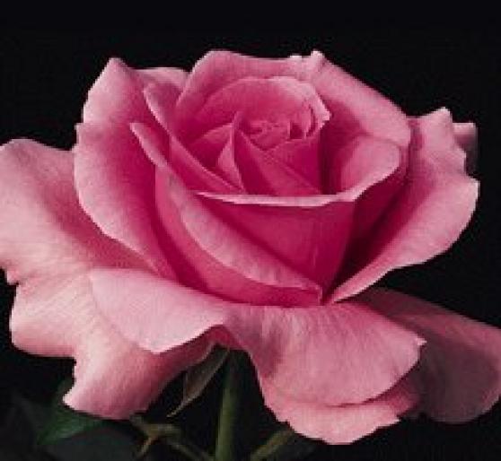 ROSE141 - Trandafiri