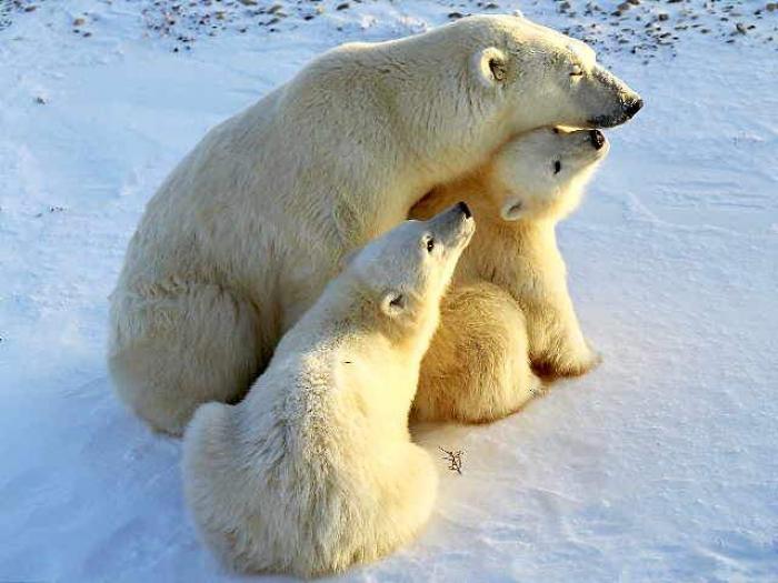 POLAR02 - Ursi polari