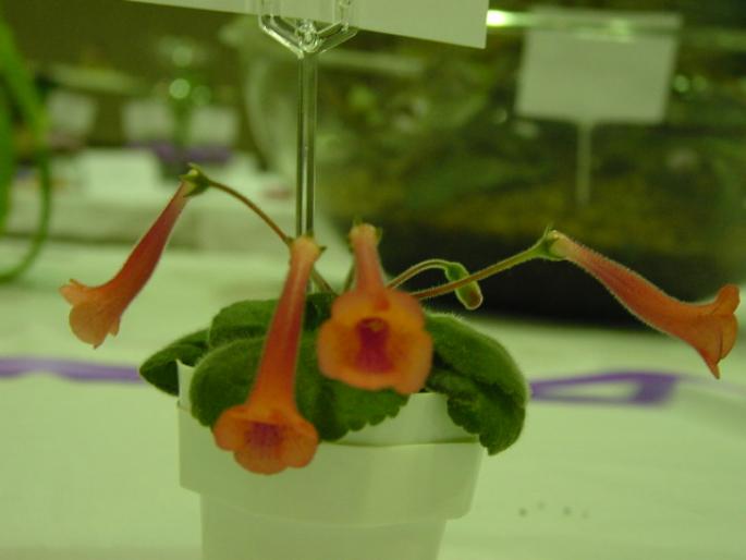 Sinn_Butterscotch_2005avsa - violete de pe net 1