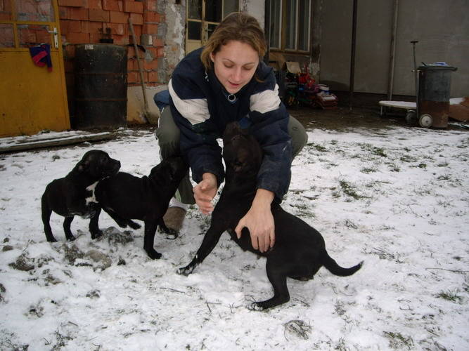 Staffbull terrier; la crescatoare acasa puiutul fratele si mama
