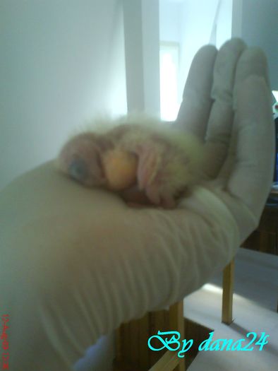 praslea la 5 zile vedere din profil