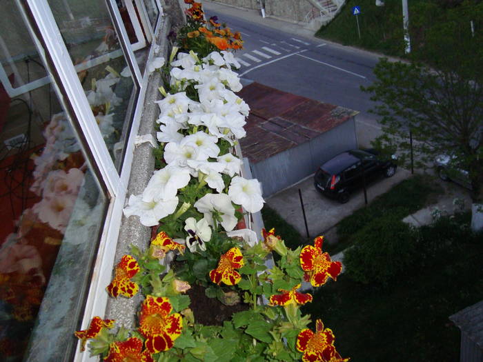 Balcon 2009 - Flori