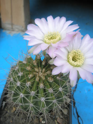 Acanthocalycium spiniflorum