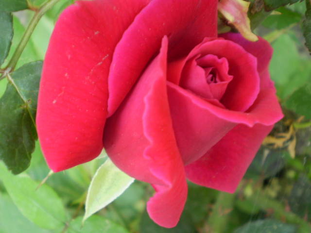 P5131385 - trandafiri
