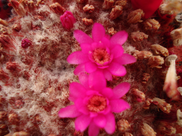 Melocactus