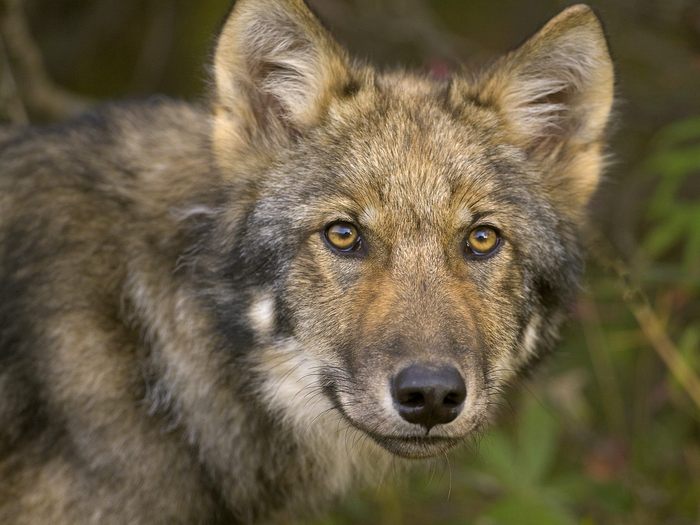 Young Timber Wolf, Denali National Park, Alaska - Wallpapers Premium