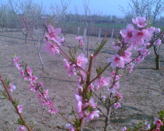 Imag013 - GRADINA MEA