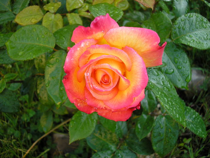 P1013178 - Trandafiri