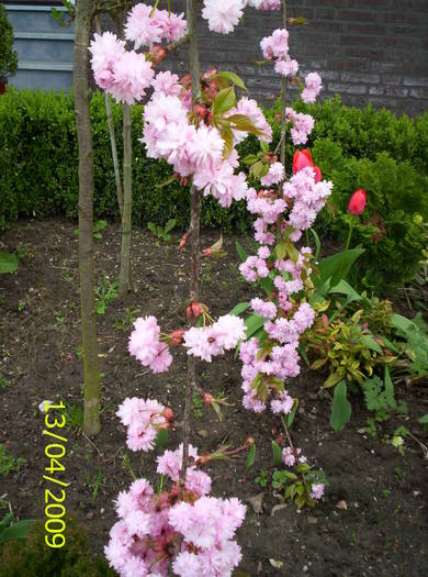Prunus 13 apr 2009 (3) - plante diverse - nu imi apartin