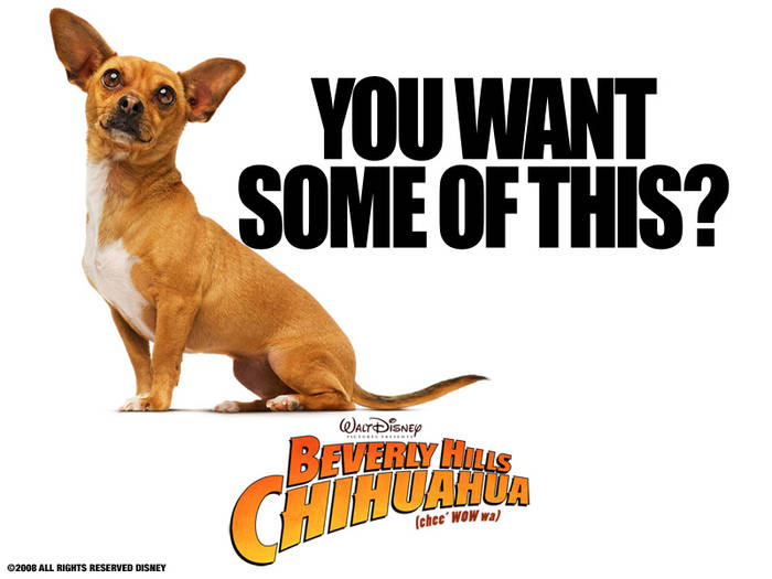 George_Lopez_in_Beverly_Hills_Chihuahua 800 - Concurss 8 DOG CHOWAUA