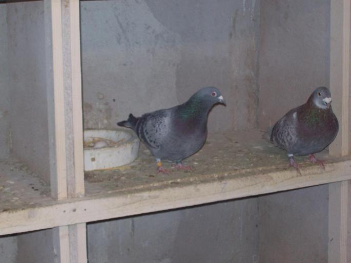 100_0064 - porumbei matca 2008