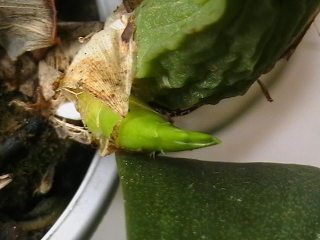 6.02 - orhidee 2009
