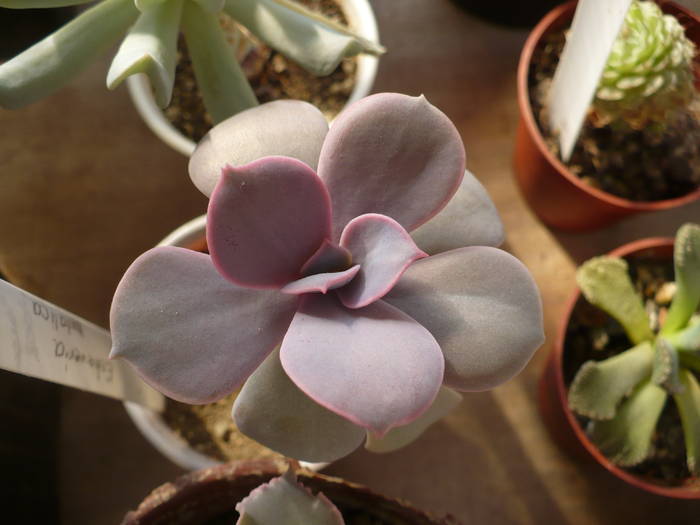 Echeveria metalica