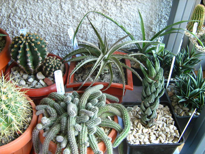 IMG_4472 - Cactusi 1 martie 2009