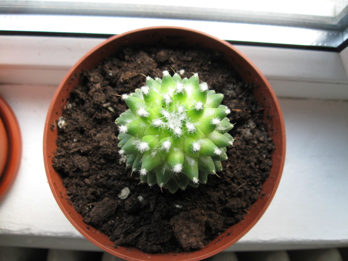 IMG_3681 - Cactus Mammillaria polythele