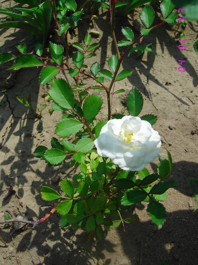 Trandafir tiritor alb - Trandafiri