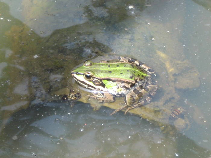 IMG_3469 - salcim I si II 2009