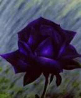 U5EU - Purple rose