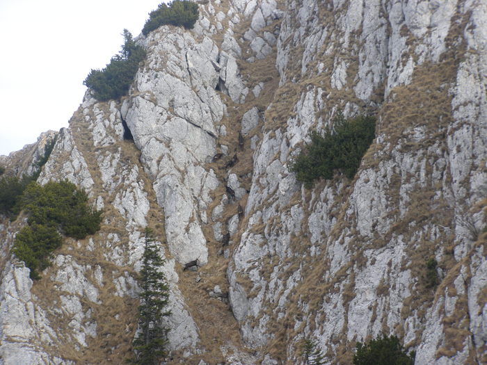 CAPRE NEGRE PE PISCURILE DIN BUILA VINTURARITA