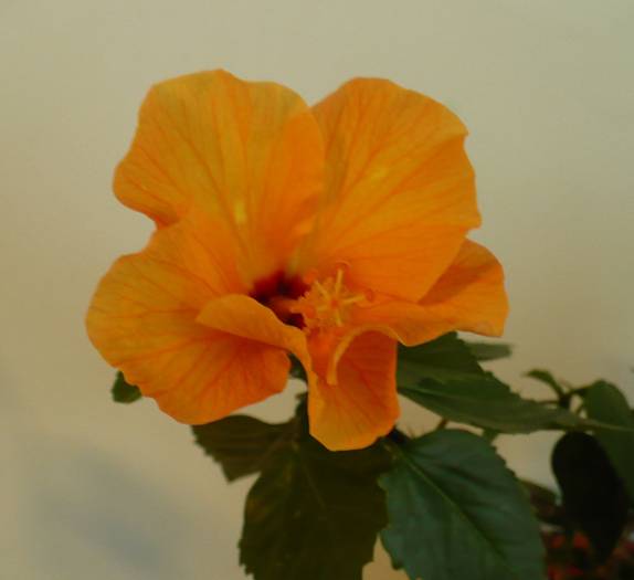 P1140553 - HIBISCUSI