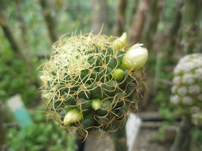 Mammillaria cv. Marnier Lapostolei - plantele lui George Nitu