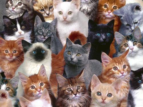 Poze Pisici Imagini Pisicute Wallpapers Kittens - pisici