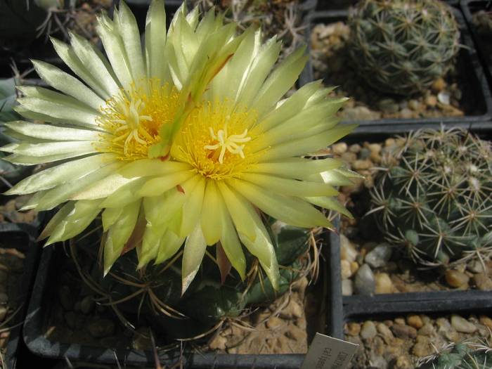 Coryphantha elephantidens