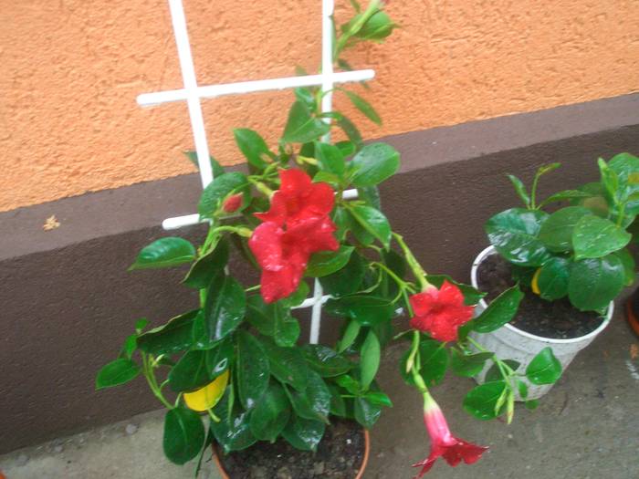 dipladenie rosie - plante cu flori