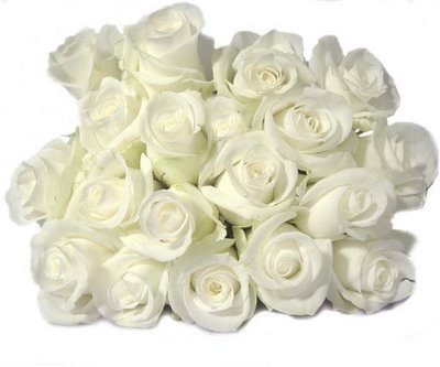 white rose 2[1] - Flori