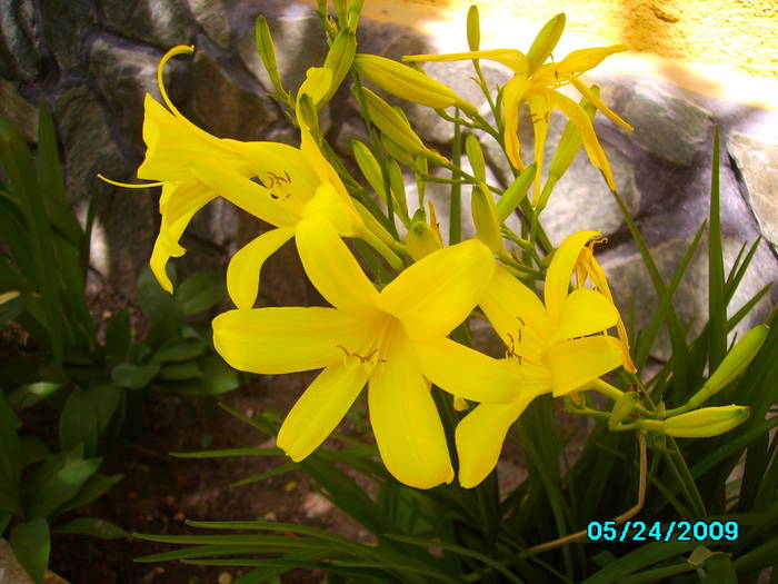 IMG_6776 - Gradina de flori