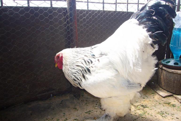 brahma herminat deschis