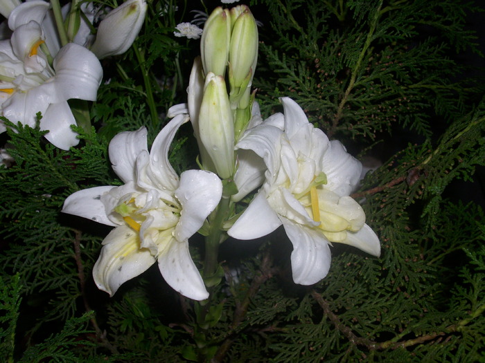 DSCI0428 - flori din gradina mea