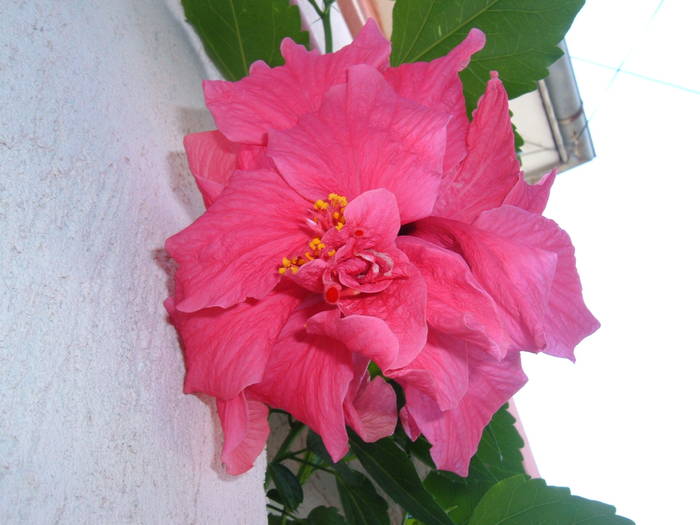cyclam pufos - hibiscus
