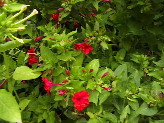 Picture 002 - gradina mea cu flori