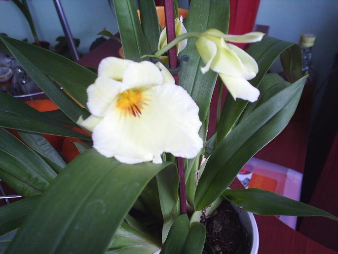 Miltonie - Alte plante