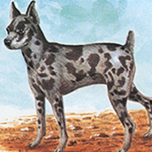 pinscher-arlechin-001
