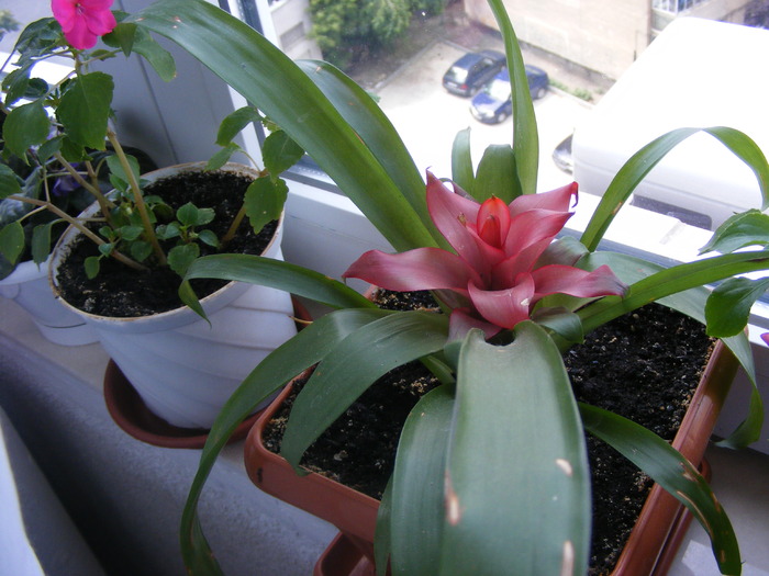 GUZMANIA