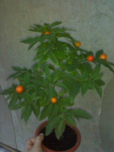 Solanum capsicastrum - Solanum capsicastrum 2008