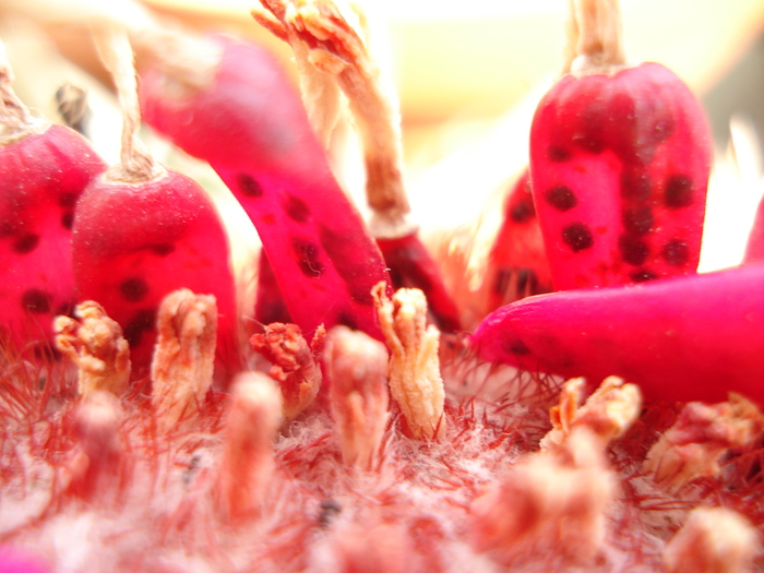 Melocactus