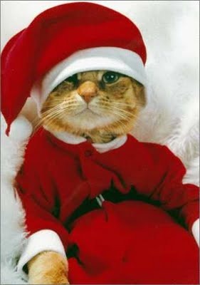 funny_christmas_picture_10 - pisicutze si un ursulet de craciun