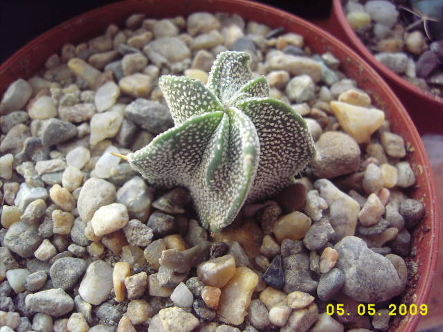 Astrophytum myriostigma v. quadricostata - Astrophytum