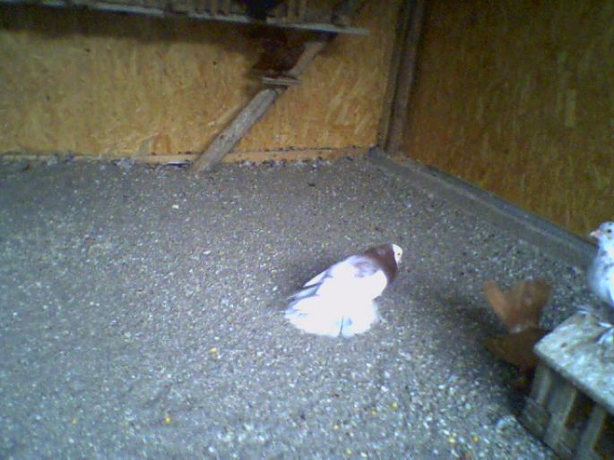 july¤0031 - O zi de vara pt porumbei-     --a day of summer for pigeons