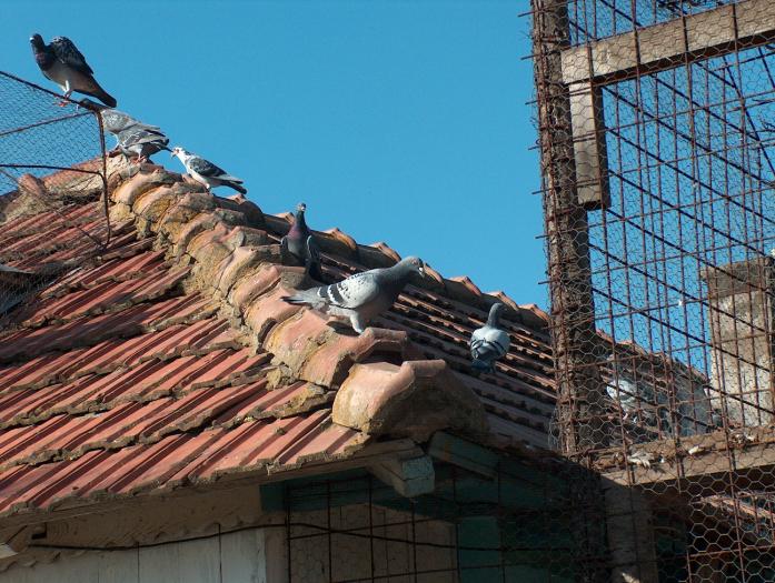 Picture 021; hoinareala  pe acasa
