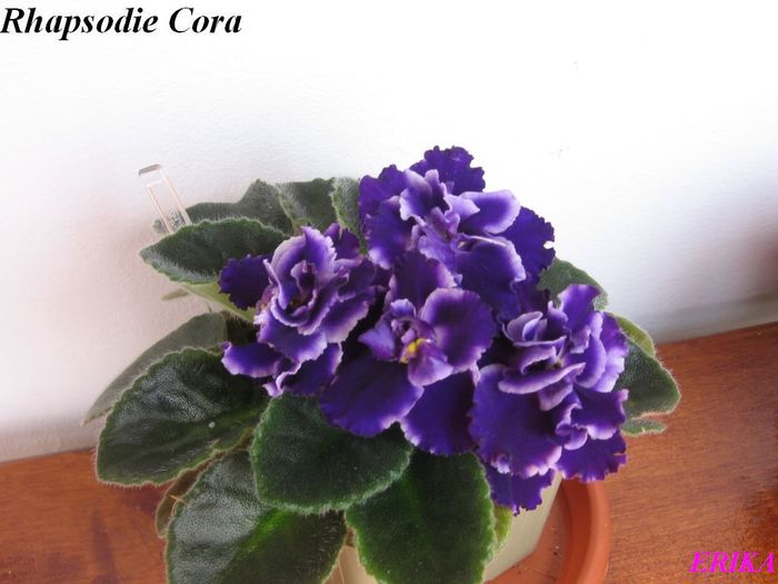 Rhapsodie Cora 2009 - Violete de colectie