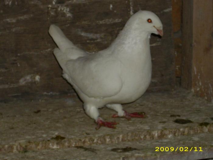 femela 2008 - nastase