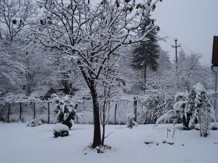 DSC06506 - 2010 REVELION SIBIU