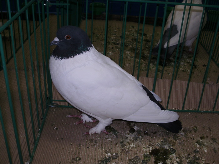 9492 ccs 1 - 1507 partea 4