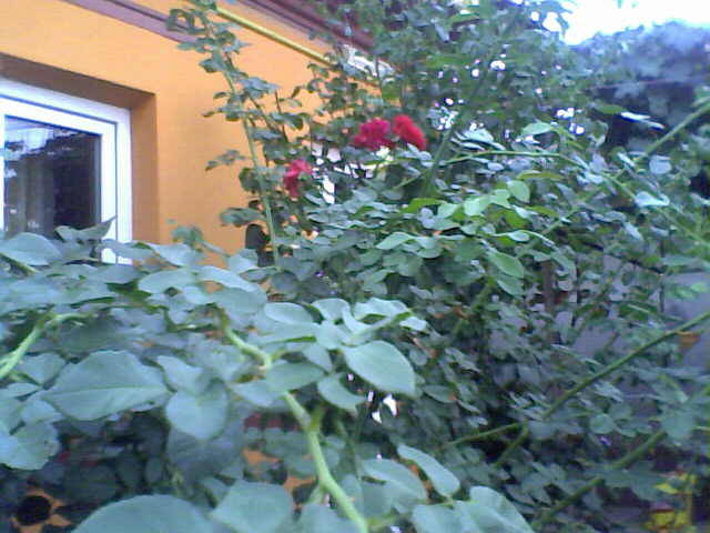 trandafirii cataratori