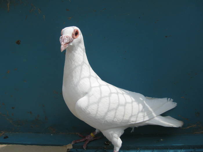 IMG_1256 - Porumbei  albi ornament